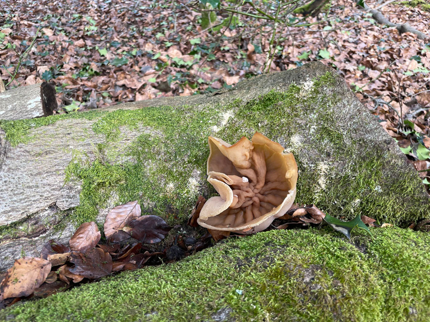 Photo © Sarah Ebdon Peziza repanda by Sarah Ebdon